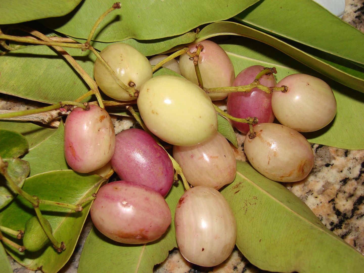 White Java Plum
    ~Jamboon~
Syzygium cumini