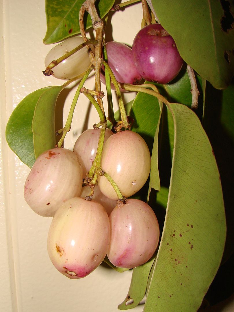 White Java Plum
    ~Jamboon~
Syzygium cumini