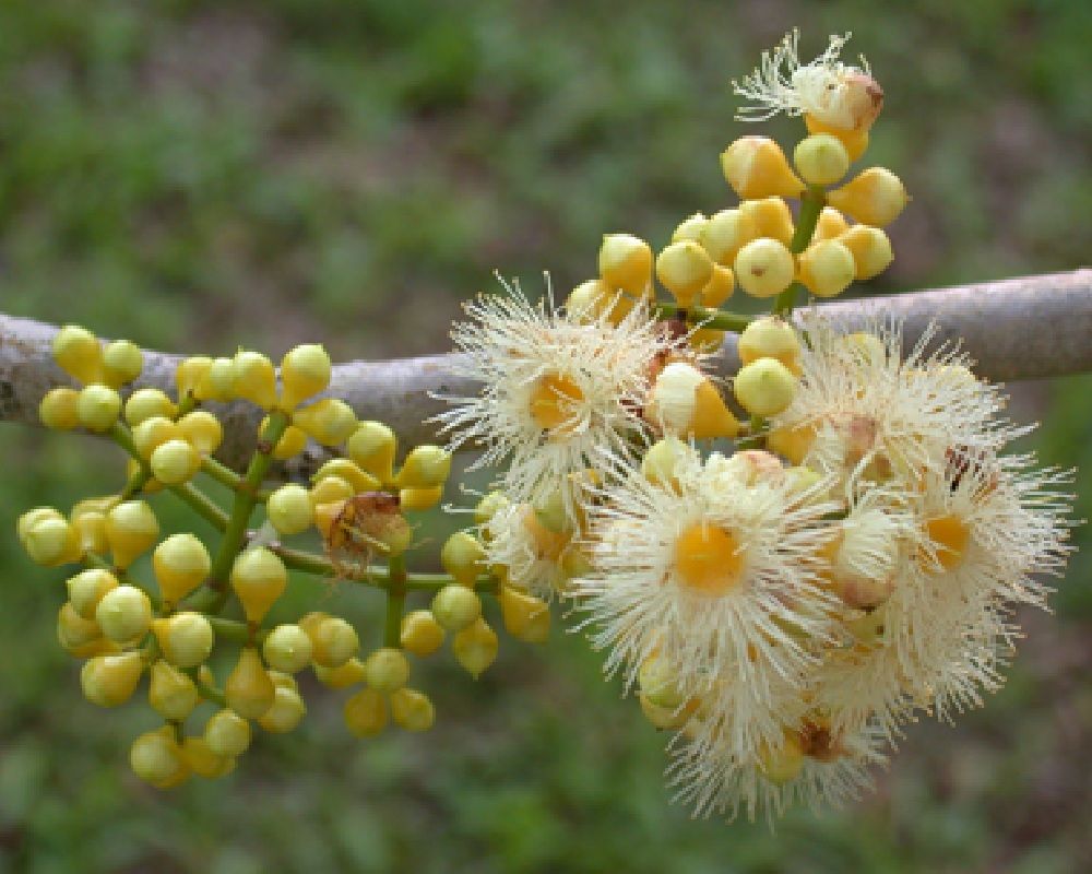 White Java Plum
    ~Jamboon~
Syzygium cumini