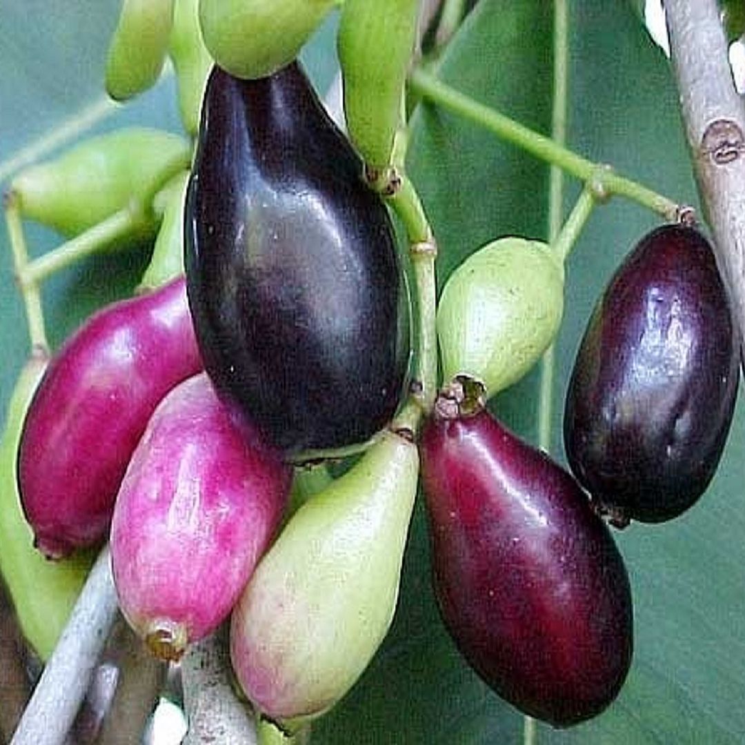 Java Plum
	~Jambul~
Syzygium cumini