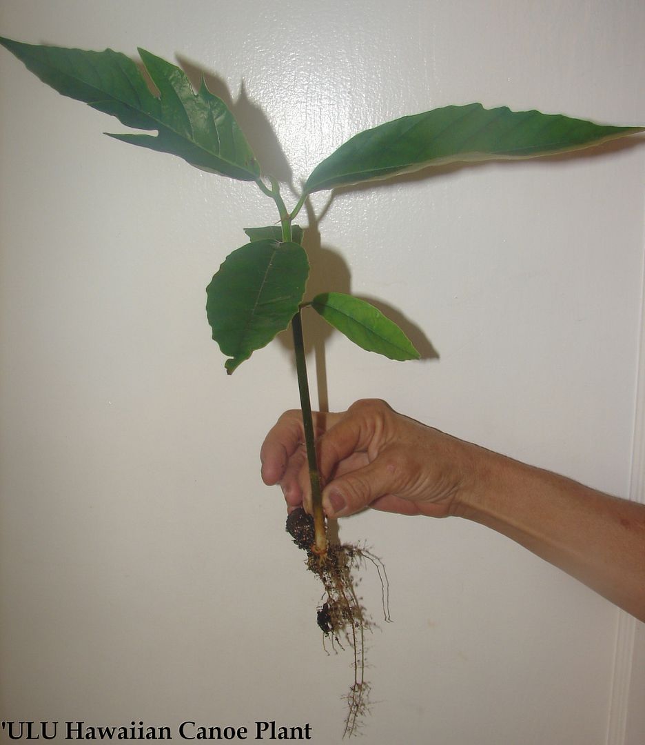 'ULU seedling for sale 'ULU Hawaiian Canoe Plant