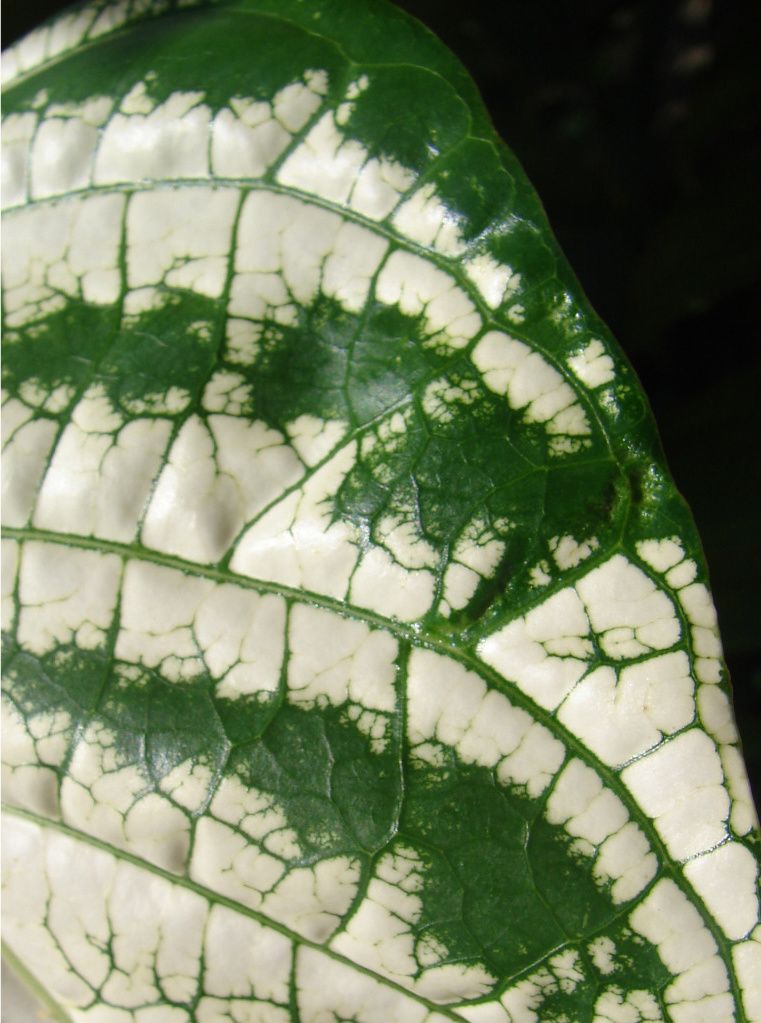 Variegated Tahitian Noni