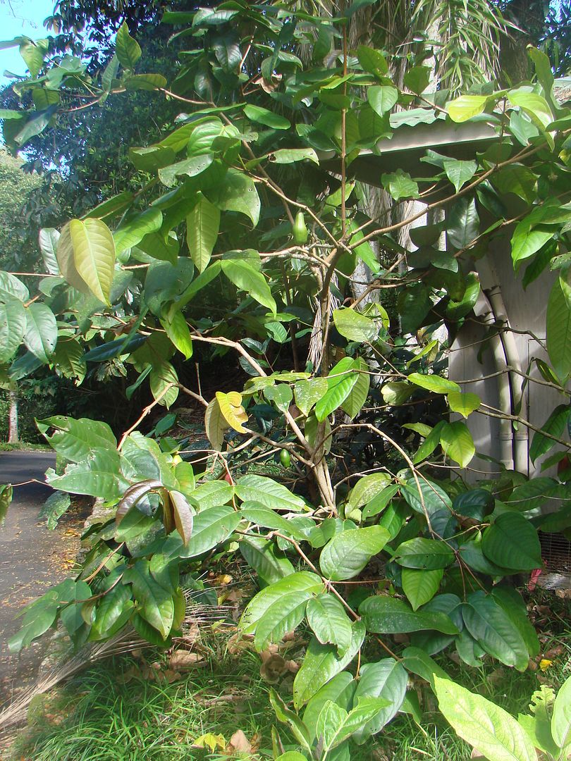 Syzygium megacarpa