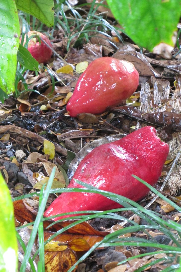 Syzygium megacarpa