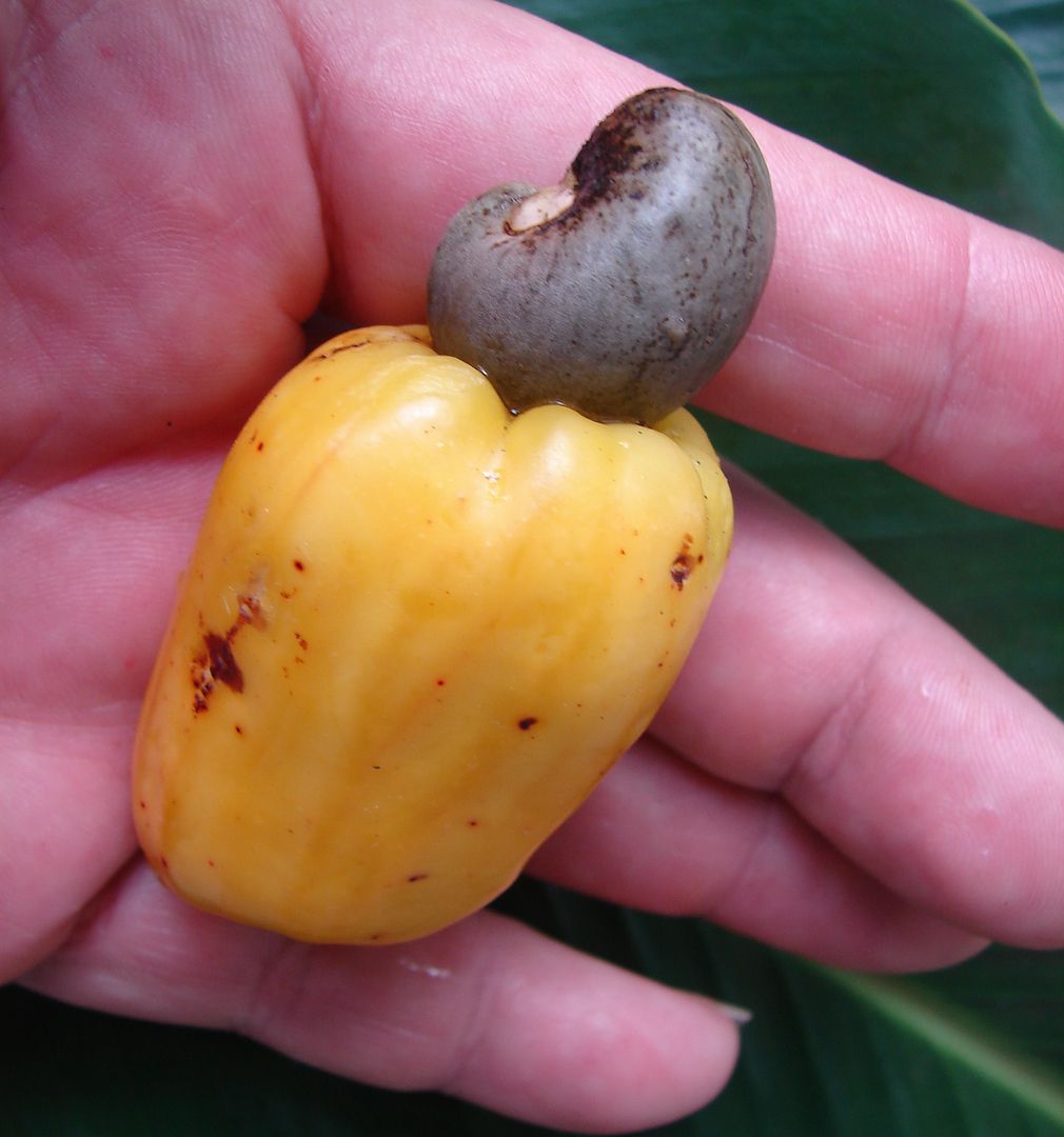 Cashew fruit detail. The leaves of the cashew tree are 4 to 8 inches long and 2 to 3 inches wide.