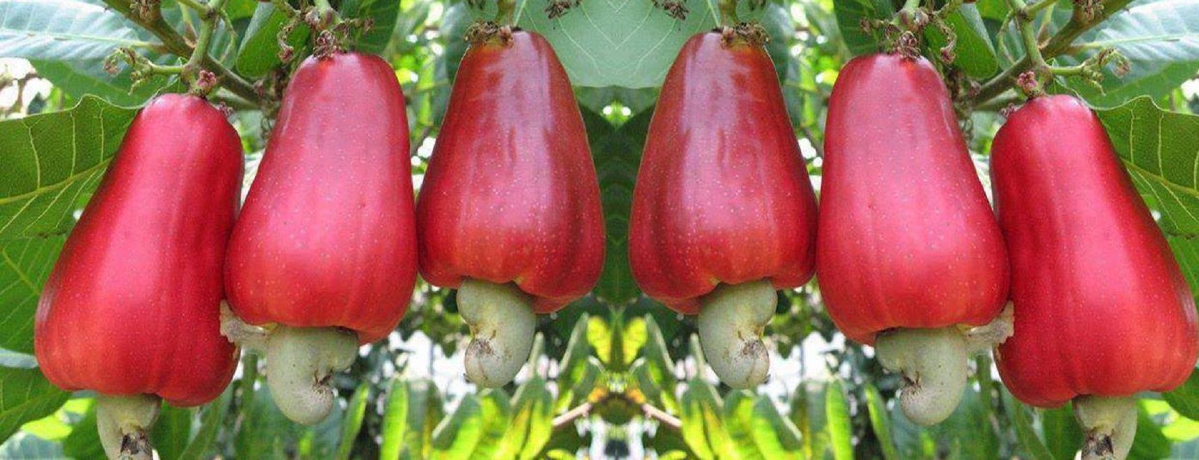 Cashew fruit
The Cashew tree is native to South America where it flourishes in Brazil and Peru.