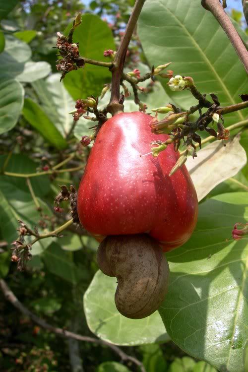 Cashew fruit
The Cashew tree is native to South America where it flourishes in Brazil and Peru.