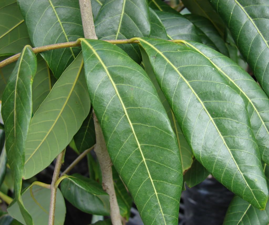 Longan leaf detail