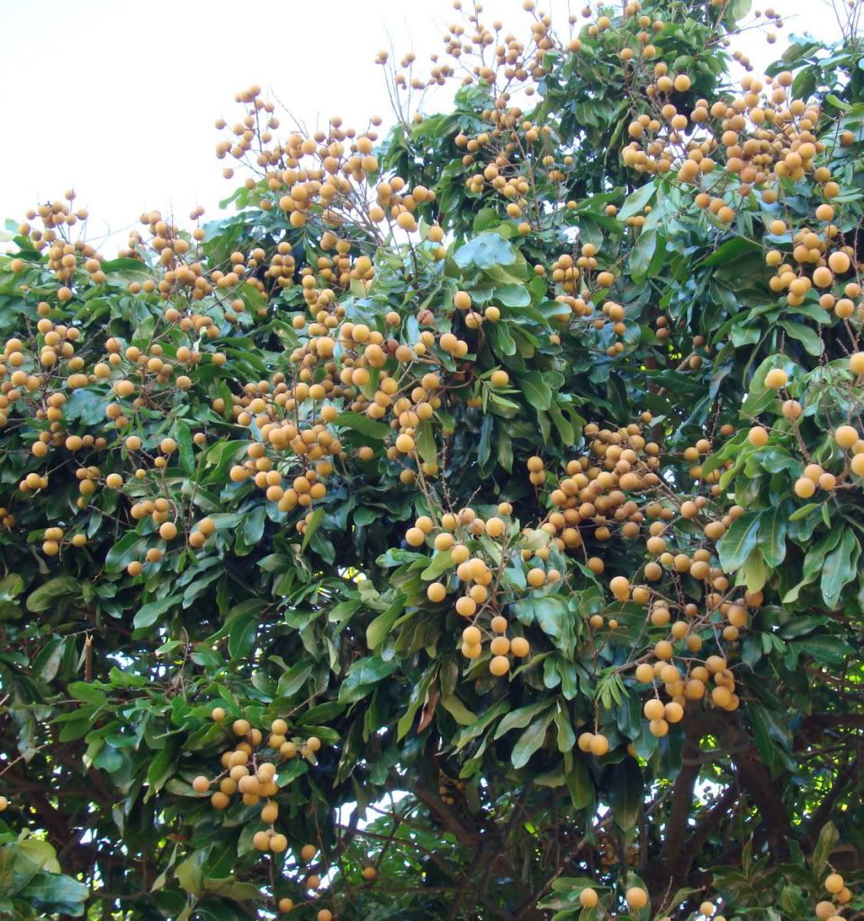 Longan Tree in Fruit