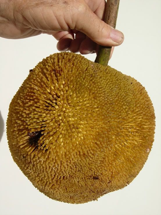 Marang
    Artocarpus odoratissimus
    Terap Tree