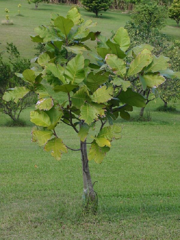 Marang
    Artocarpus odoratissimus
    Terap Tree