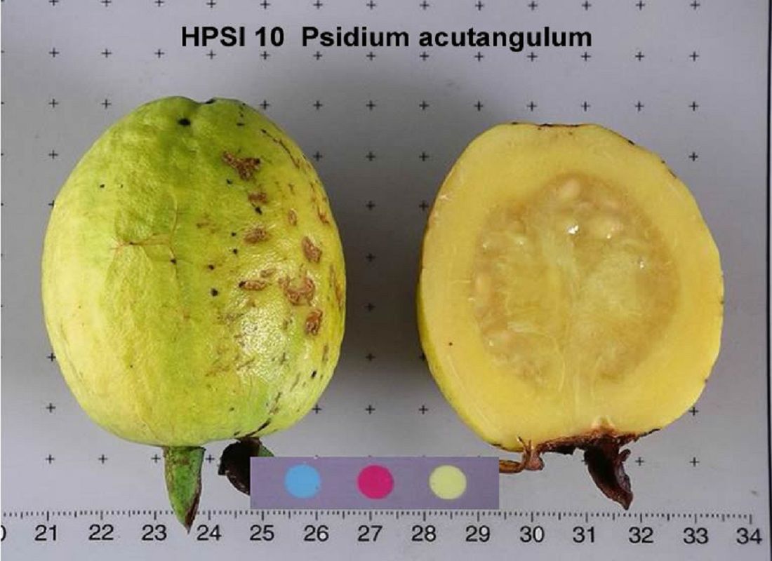 Psidium angulatum Guava