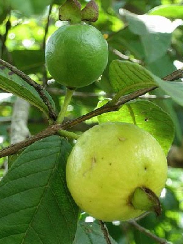 Psidium angulatum     Pará Guava