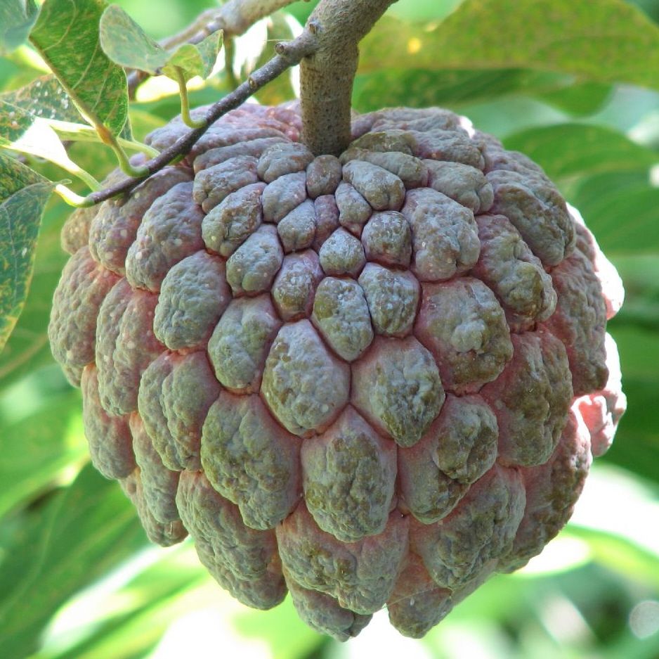 Atis Fruit Philippines