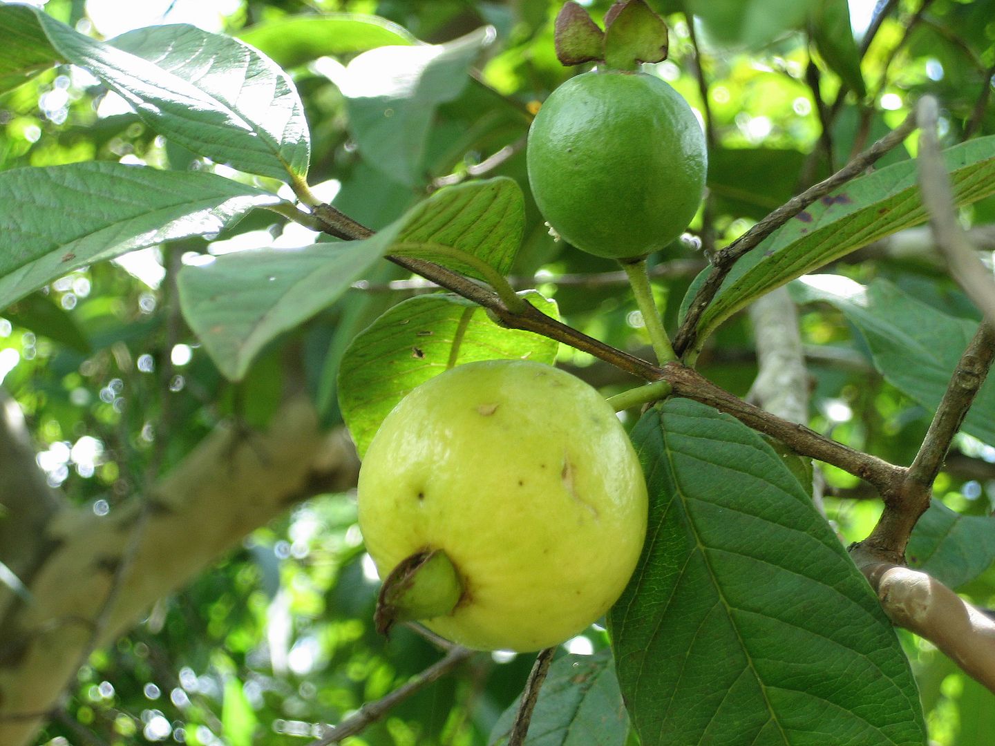 Tropical Guava