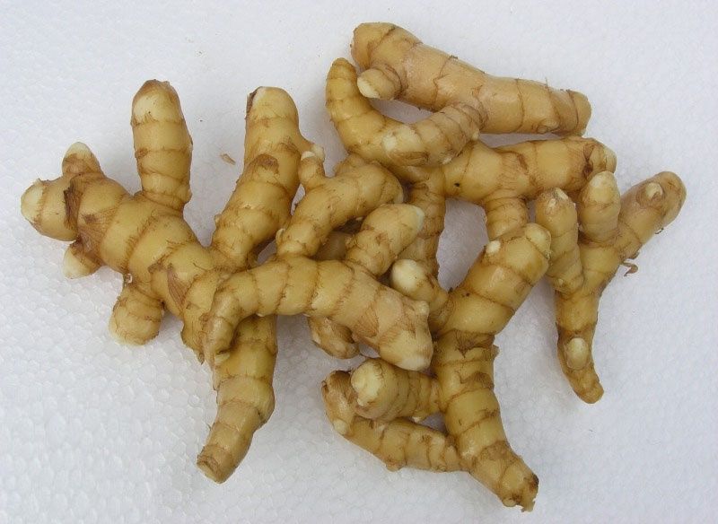 Curcuma spicy rhizomes