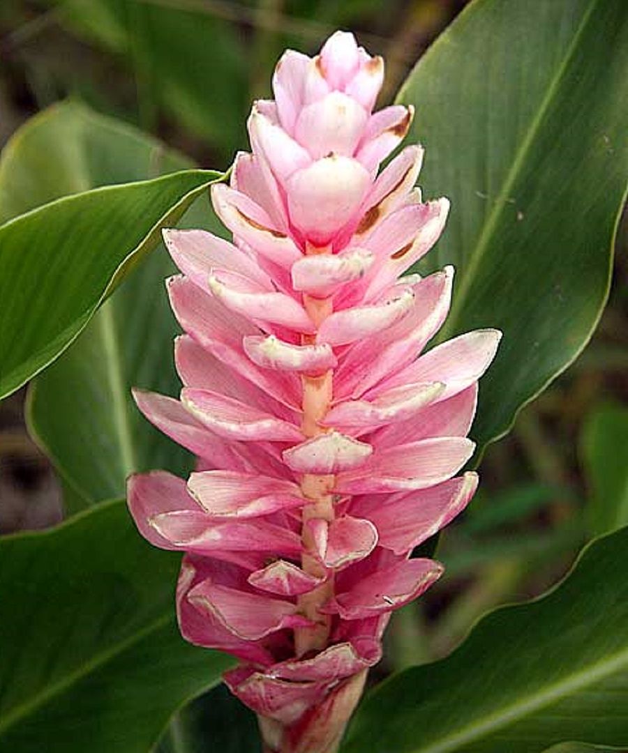 Alpinia purpurata 'Pink'    