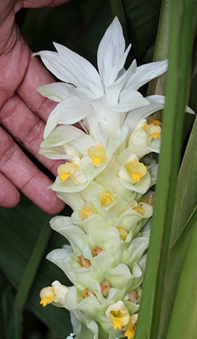 Curcuma amada showy green inflorescence with white and maroon flowers.