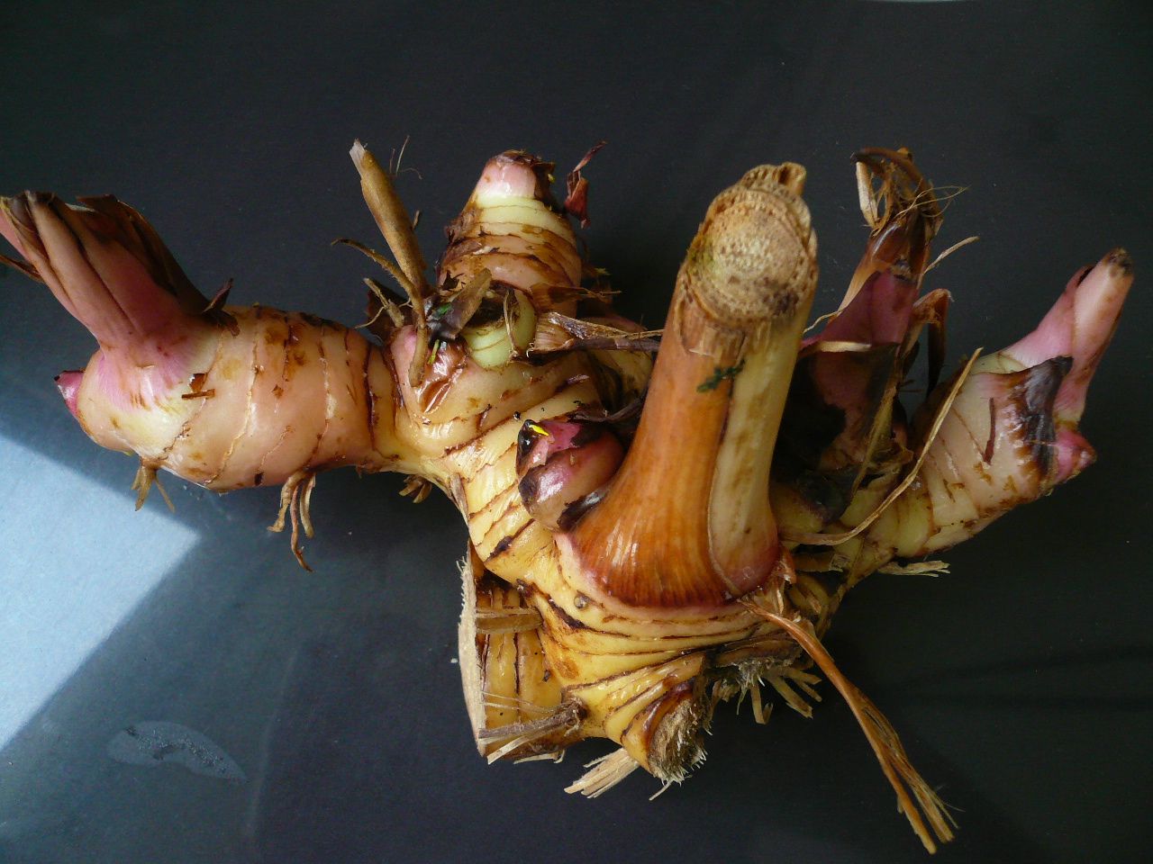 These rhizomes are a common ingredient in Thai soups and curries. 