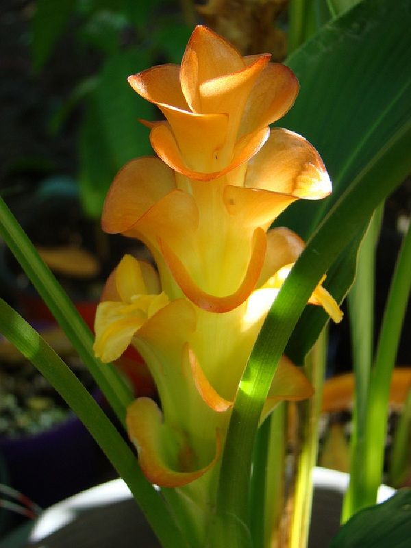 Jewel of Burma
    Curcuma roscoeana