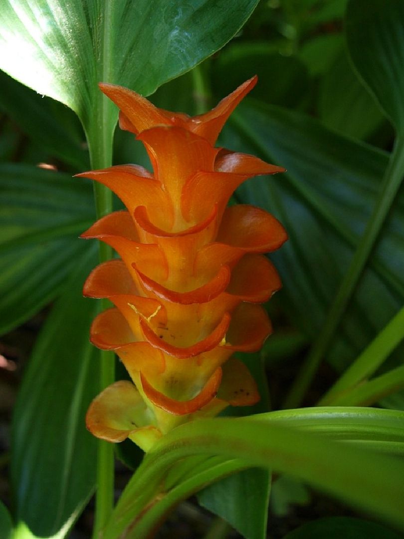 Jewel of Burma
    Curcuma roscoeana