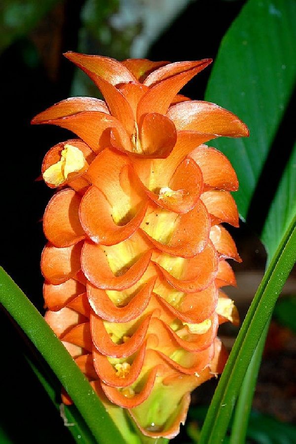 Jewel of Burma
    Curcuma roscoeana