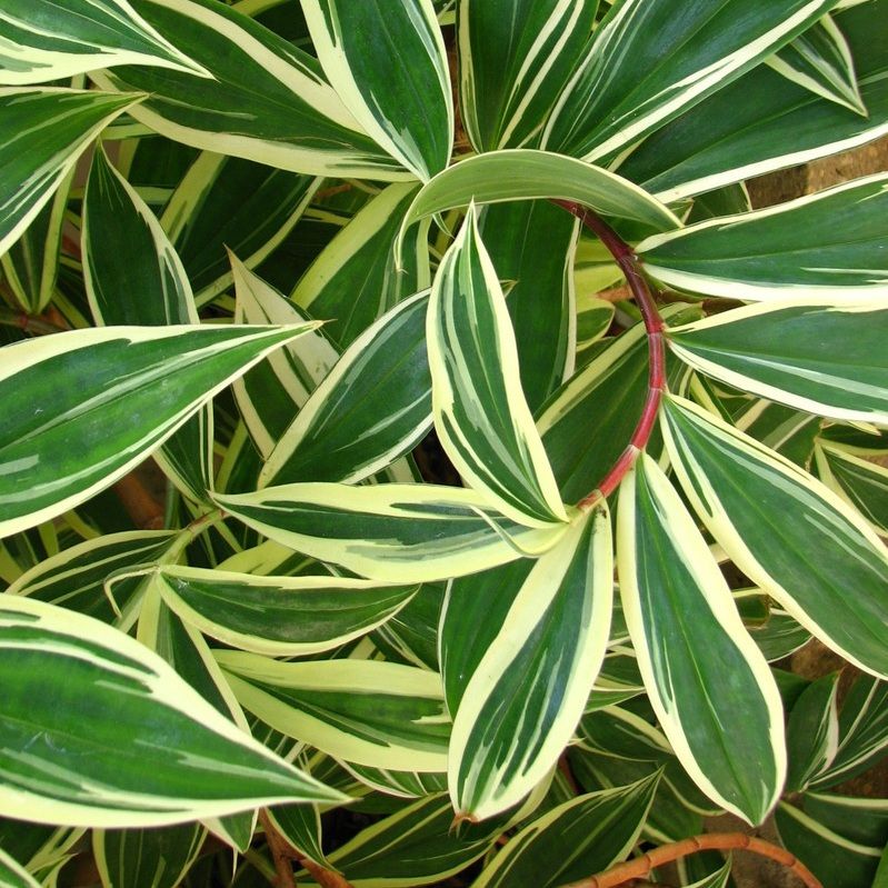 Live Plant Variegated Spiral Crepe Ginger Collectors