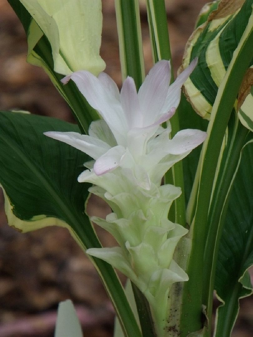 Emperor Ginger
	Curcuma petiolata 'Snow Drift'