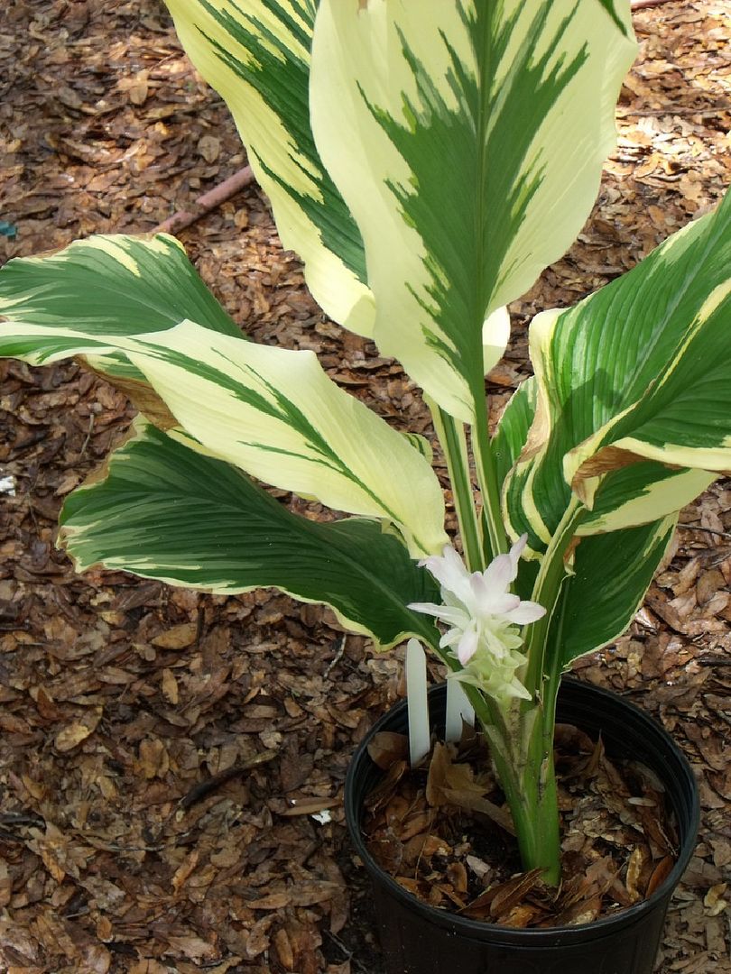 Emperor Ginger
	Curcuma petiolata 'Snow Drift'