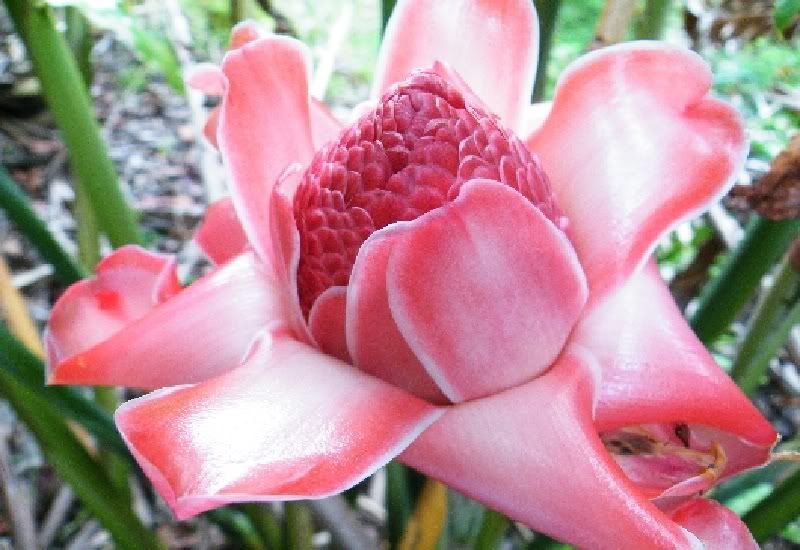 Dala Torch Ginger