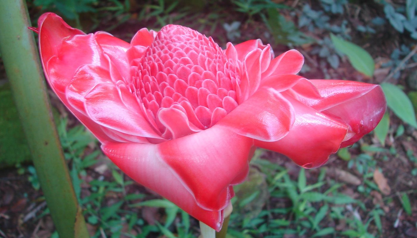 Dala Torch Ginger