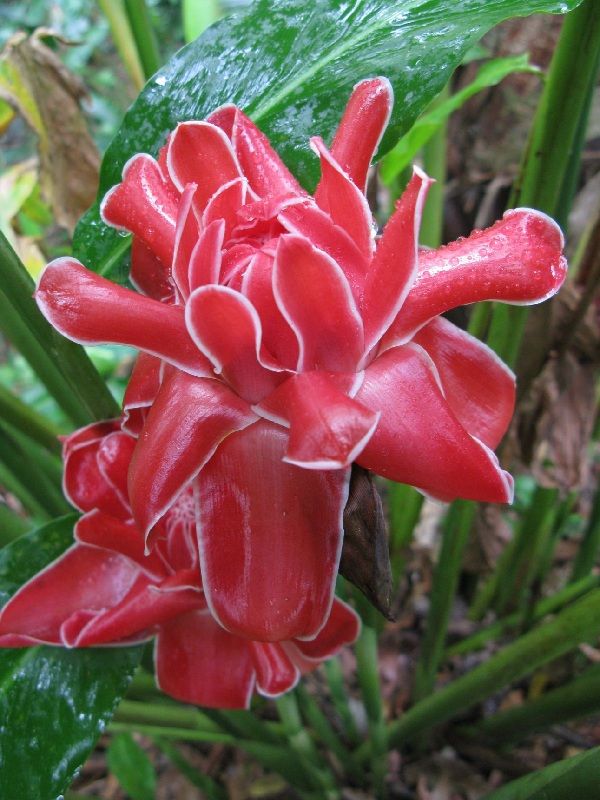 Dala Torch Ginger