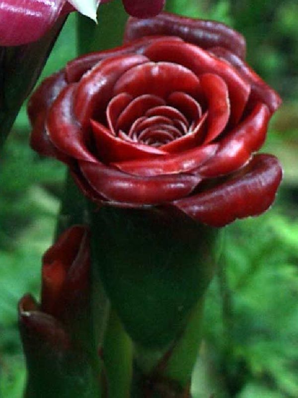Siam Rose has silky porcelain red bracts, shaped to create a rose shaped flower.
