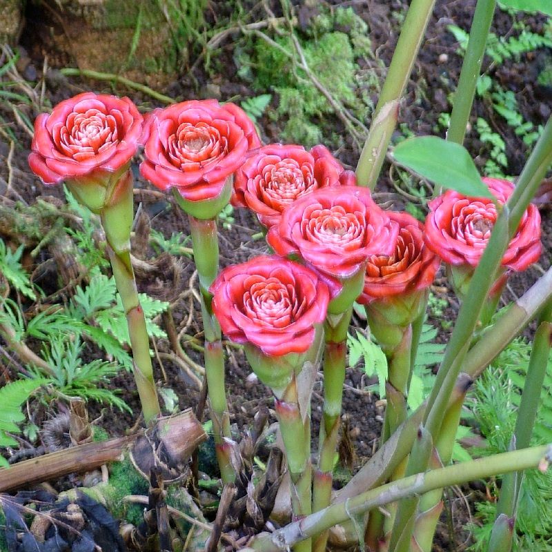  The Siam Rose inflorescences are used as an spectacular cut flower