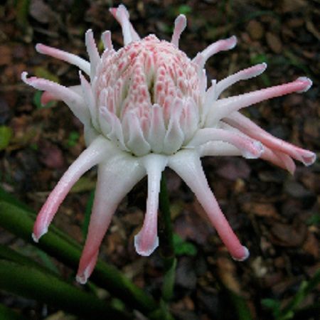 Yamamoto Torch Ginger