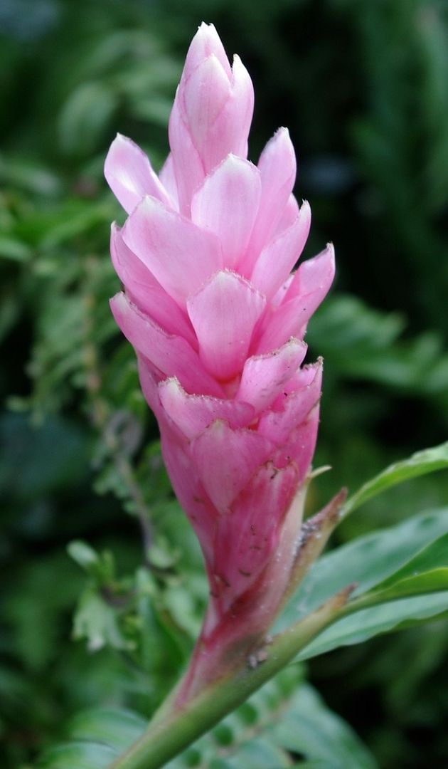 Alpinia purpurata 'Pink' Ginger flower