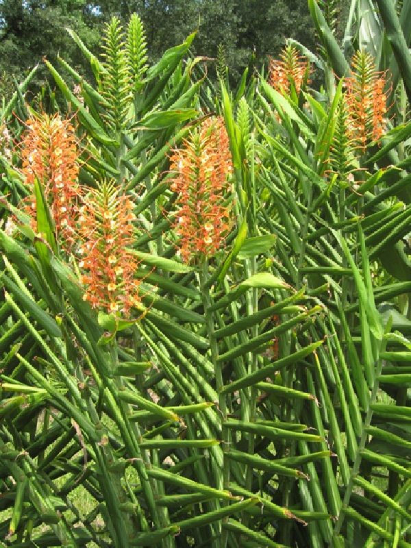 Hedychium coccineum Disney Ginger