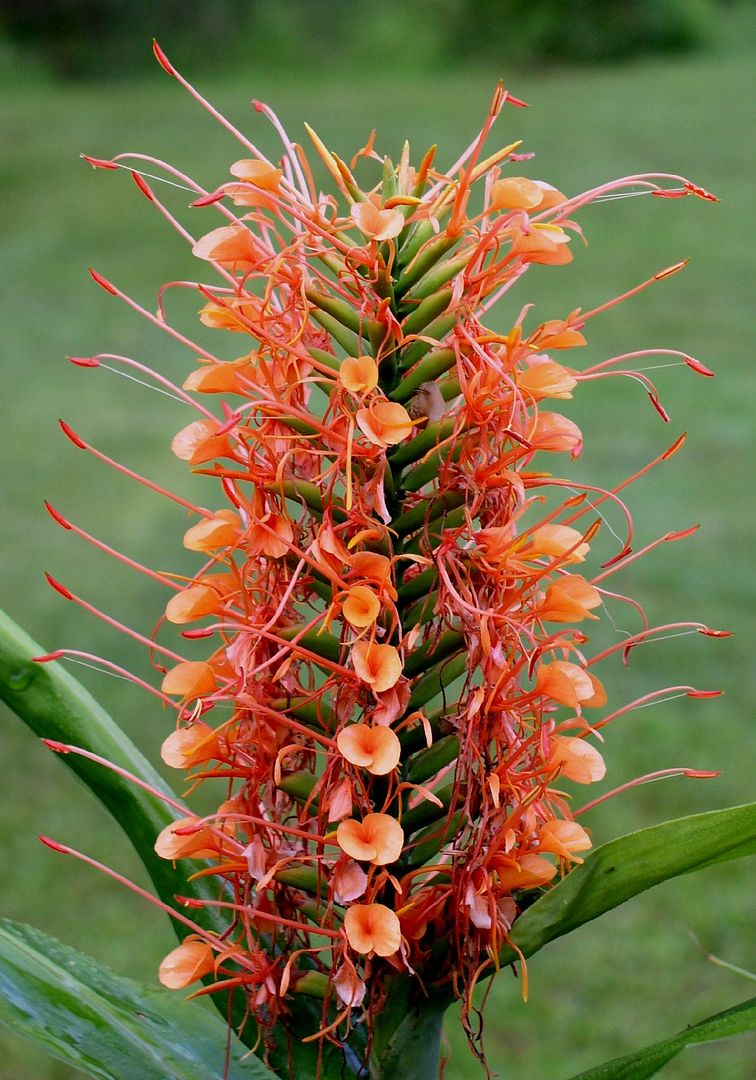 Hedychium coccineum Disney Ginger