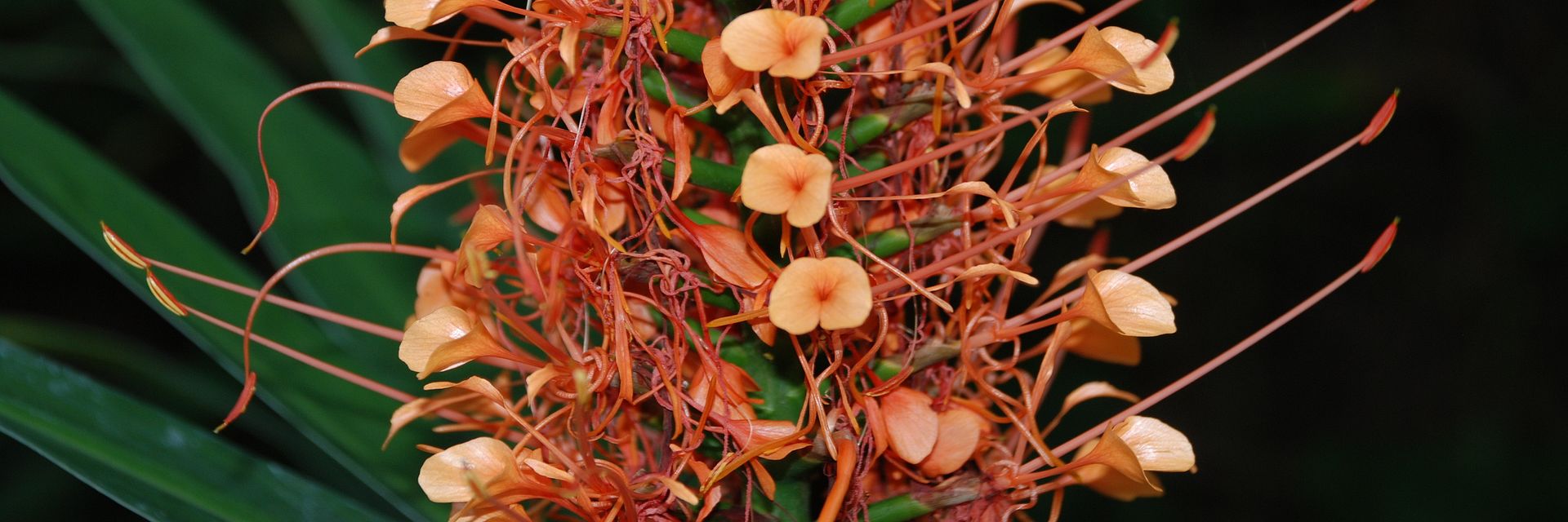 Hedychium coccineum Disney Ginger