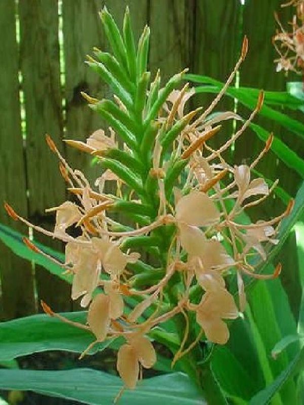 Hedychium coccineum Disney Ginger