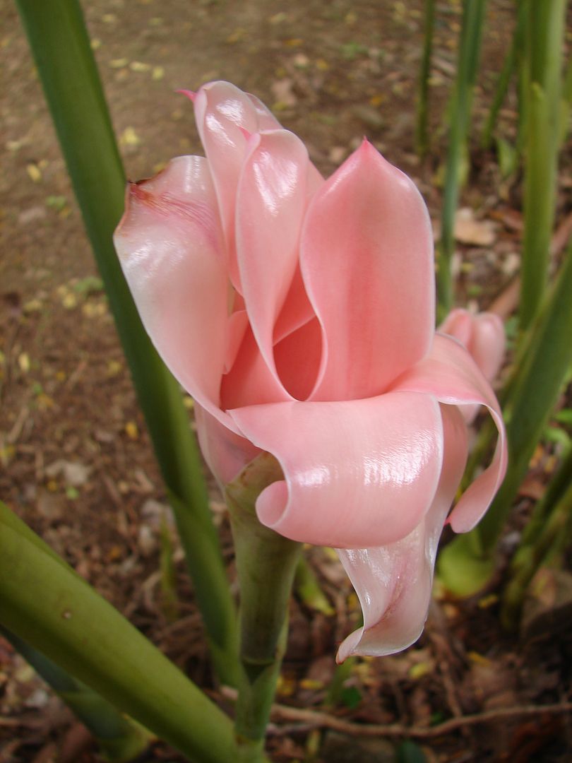 Sweet Pink Torch Ginger