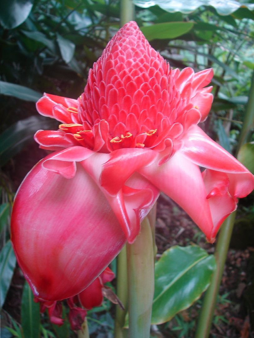 Red Torch Ginger