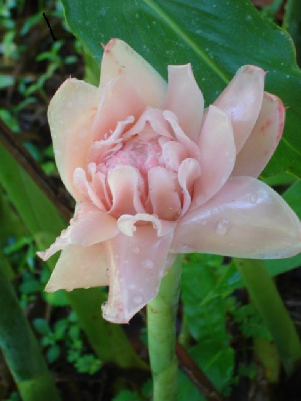 Sweet Pink Torch Ginger