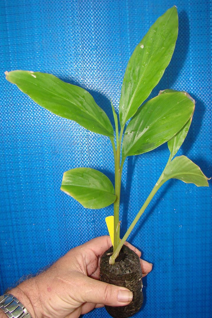 You are bidding on one live bare root RED Ginger plant
