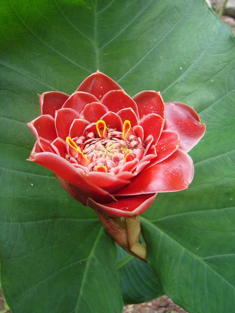 Red Tulip Torch Ginger
