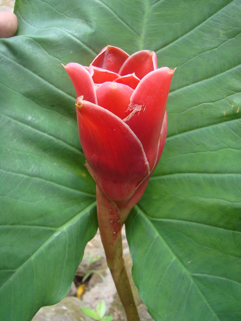 Red Tulip Torch Ginger