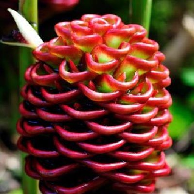 Chocolate Ball Ginger is a attractive ginger admired for its beautiful cones.