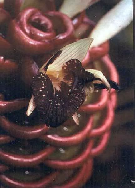 Chocolate Ball Ginger it's other common name, these basal cones resemble a beehive.