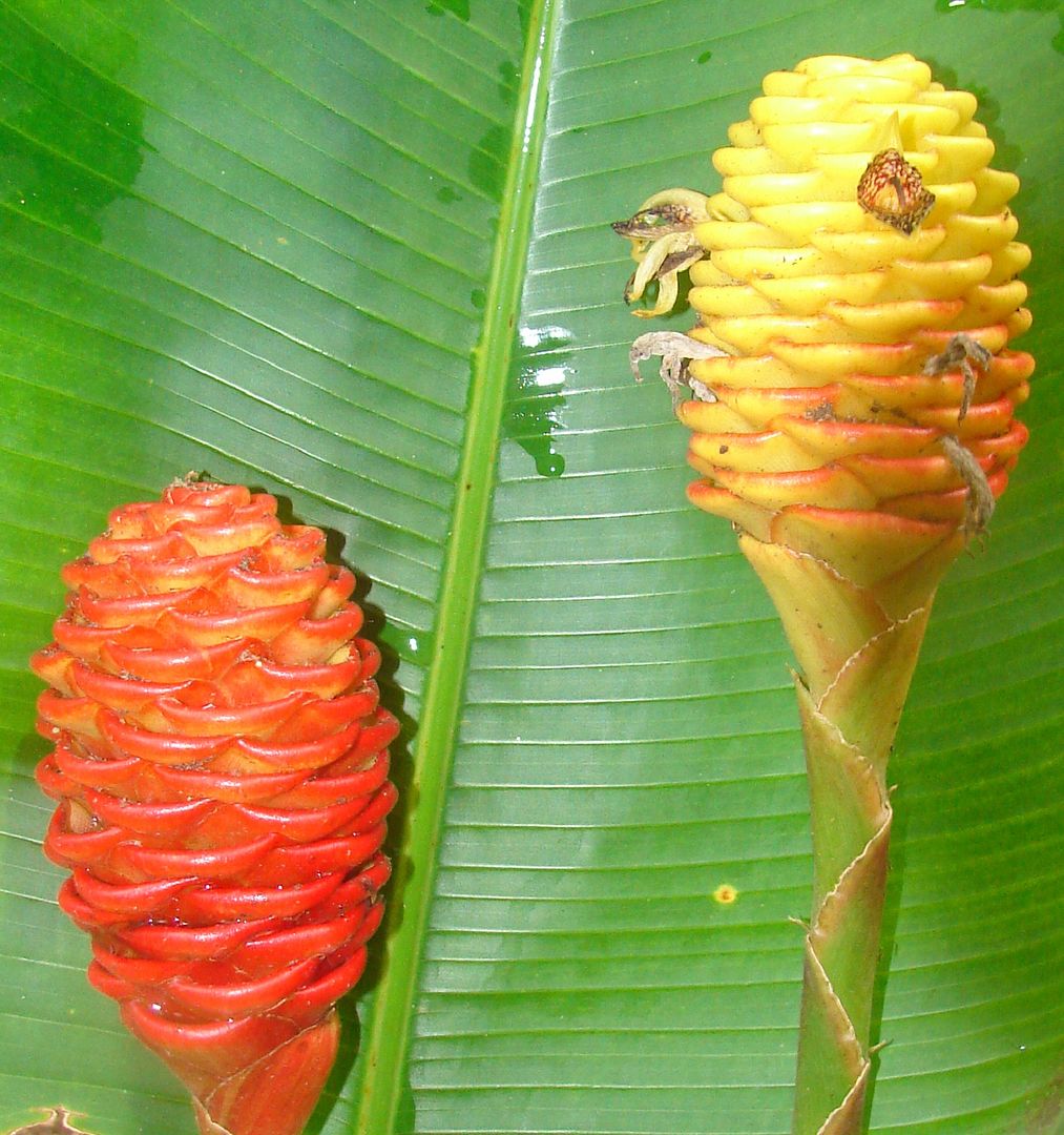 Zingiber spectable Ginger is a attractive ginger admired for its beautiful cones.