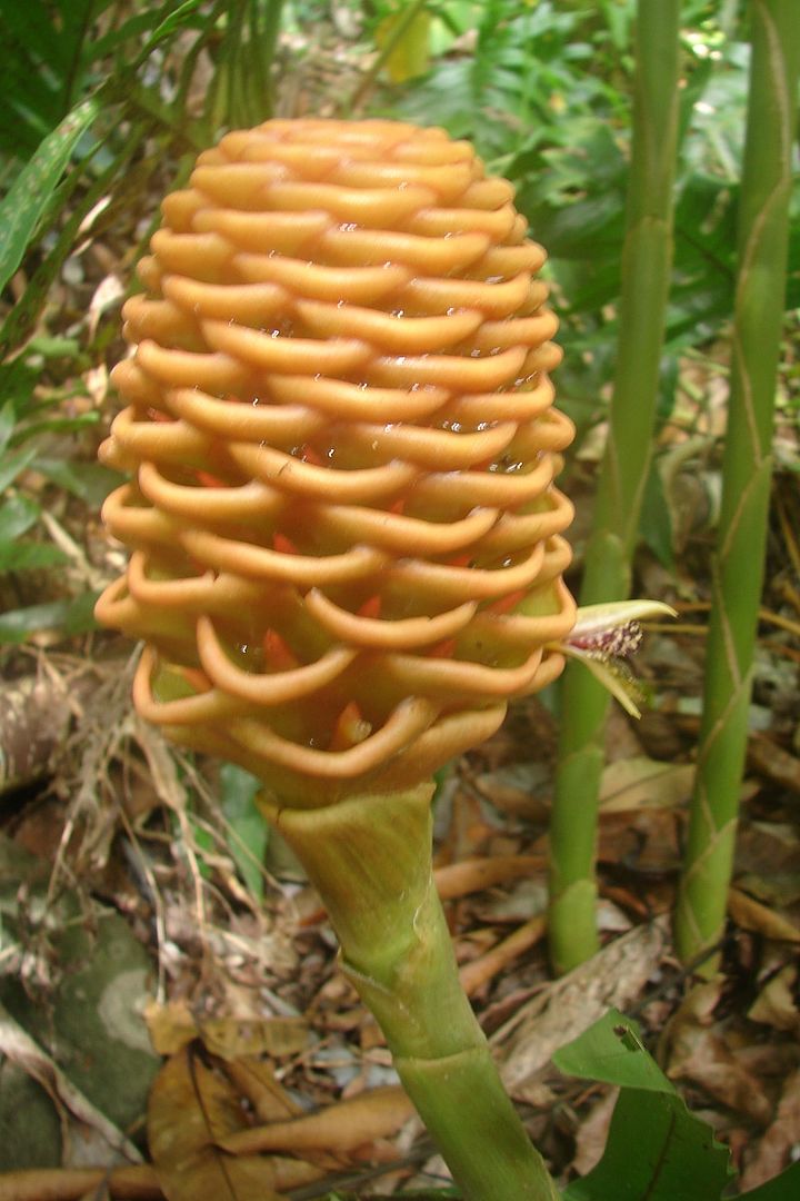 Golden Beehive Ginger it's other common name, these basal cones resemble a beehive.